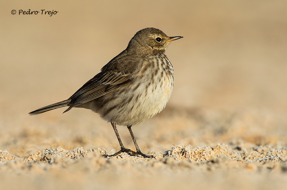 Bisbia alpino (Anthus spinoletta)